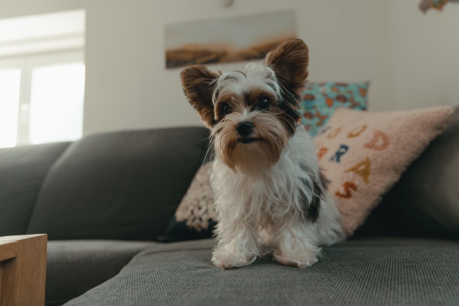 buddy loan