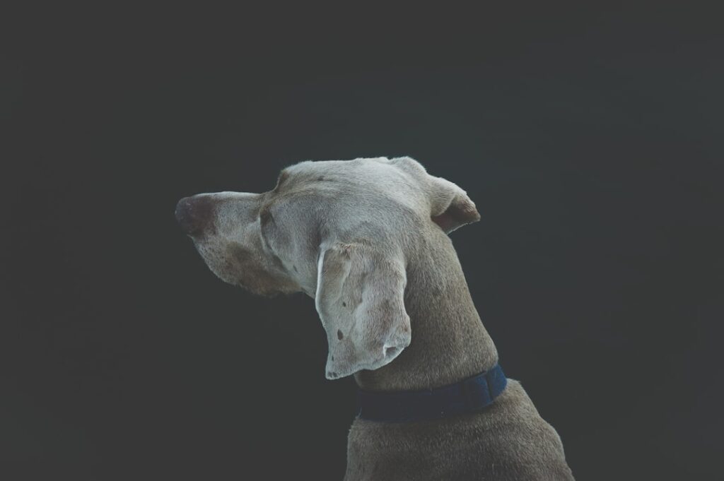 Photo buddy loan